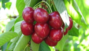 turkish cherry