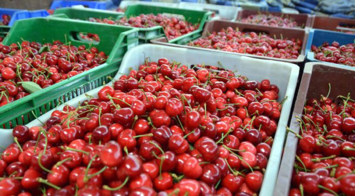 Turkish Cherry