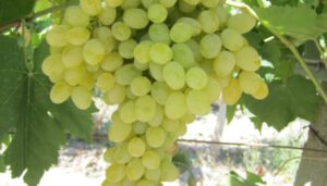 turkish grape