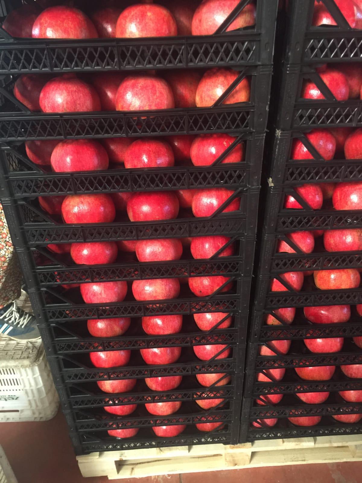 Turkish Pomegranate
