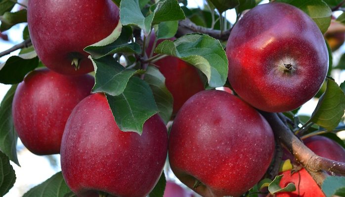 red delicious apple