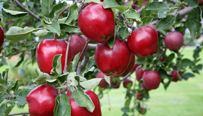 red-delicious-apple tree