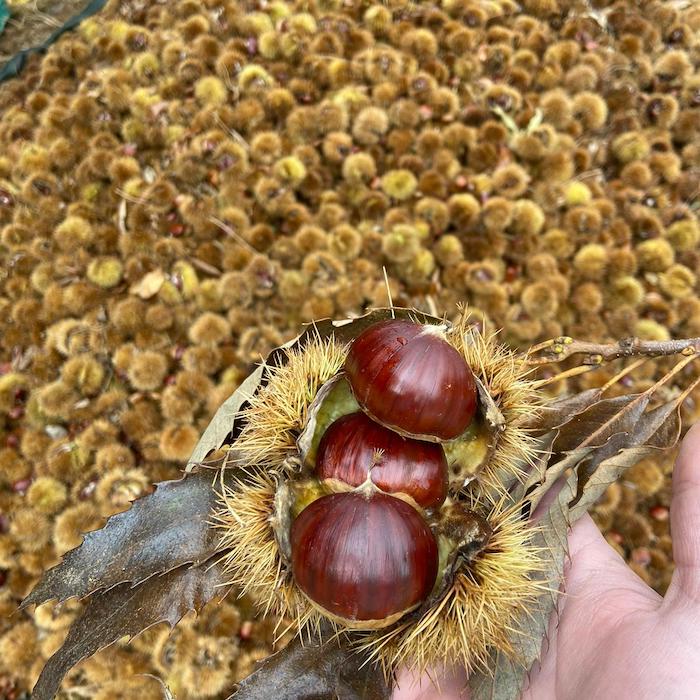 Turkish chestnut 
