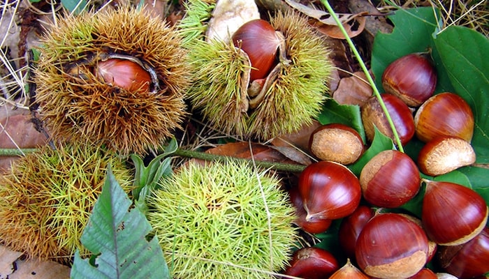chestnut fruit tree