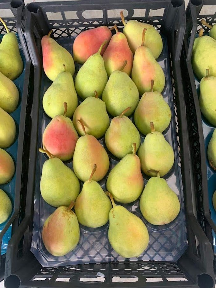Types of Pears: Santa Maria