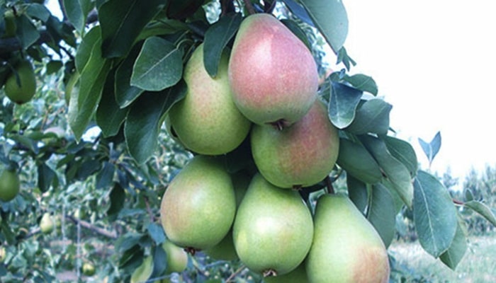Turkish Pear and Types of Pears