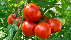Turkish Tomato in garden